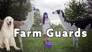 Farm Guardians | Guard Dogs, Llamas and Donkeys
