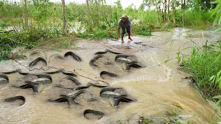 Best Catching Catfish & Copper Snakehead Fish Using Net Skills - Flood water Fishing