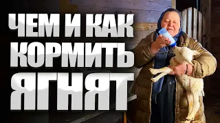 Кормление ягнят из миски и бутылочки. Приготовление смеси для кормления ягнят.