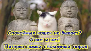 Спокойных кошек не бывает? А вот и нет! Пятерка самых спокойных пород  Calm cat breeds