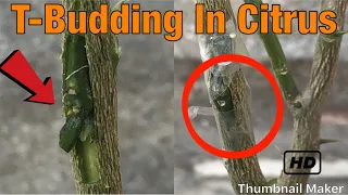 Grafting Citrus Trees - Grafting Fruits Trees by T-budding