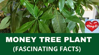 Money Tree Plant (Fascinating Facts) - @NingD