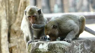 Monkey cute video | Funniest monkey video