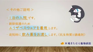 猫の避妊手術を解説（木場きたむら動物病院）