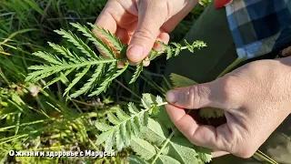 ПОДНОЖНАЯ ТРАВА ДРОБИТ КАМНИ В ПОЧКАХ УСПОКОИТ НЕРВЫ /ЛАПЧАТКА ГУСИНАЯ @natureMarusya