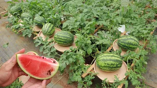 This is an effective method of growing watermelon at home - Lots of fruit - Sweet fruit