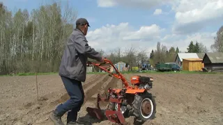 Нарезаю гребни мотоблоком и сею морковь.