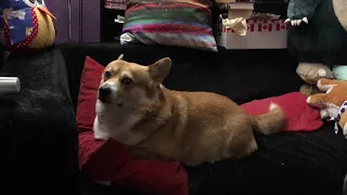 Corgi Loaf judging you