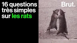 Les rats sont fascinants