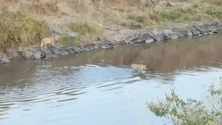 Lioness is braver than male lion in crossing crocodile infested river