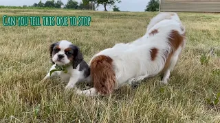 How Much Dogs Love Poop and Balls