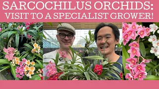 How to grow Sarcochilus orchids Part #1: a visit to a specialist grower!