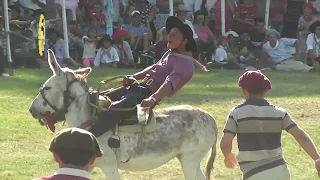 Arreglate como pueda ,pialadas de potros  concurso de ordeñe carreras de burros lo mejor de Sauce