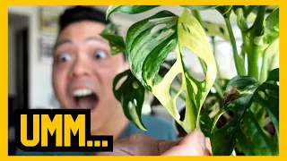 Plant Chores 🌱 monstera, philodendron, anthurium...no hoyas I promise 🤣| indoor houseplants