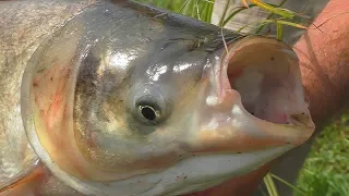 Жор толстолоба на кашу со сгущенкой. My fishing