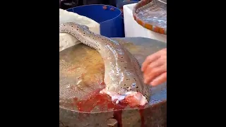 Giant Moray Eel Cutting