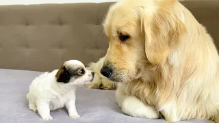 Adorable Puppy Demands Attention from Golden Retriever!