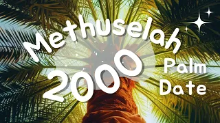 The Date Palm sprouted from a 2000 year old seed 🌴 Methuselah!        #datepalm #tree