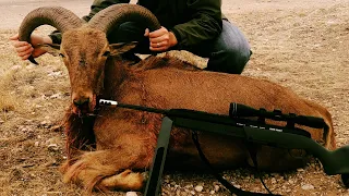2019 Epic Texas Hunt - Aoudad Sheep, Whitetail Buck, Axis Deer