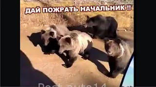 Банда Медведей просят ЕДЫ у Водителей. Голодные Мишки:)