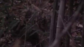 This Video Is Incredible. Bigfoot , Dogman and Others Closeup 11-20-18