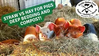 Straw Vs Hay For Pigs Bedding, Deep Bedding, Compost