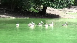 Water Birds - Phnom Tamao Zoo and Wildlife Rescue Center - Cambodia