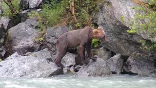 20150716: Day 39, Redoubt Bay Bear Watching