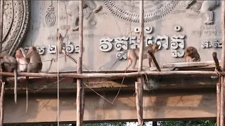 Amazing Monkeys Come to Visit Temple Building | Monkeys Visit Temple At Ampe Phnom
