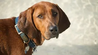 35 Best Coonhound Names with Meanings 🐾🌟