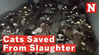 375 Cats Saved From Slaughterhouse