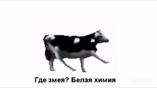 Польская корова(перевод на русский язык)
