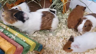 Guinea Pig Baby Cam LIVE at Los Angeles Guinea Pig Rescue