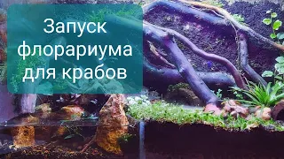 Запуск флорариума для крабов