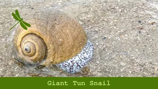 Giant Tun