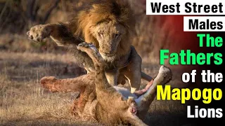 Legendary Fathers of the Mapogo Lions | The West Street Males