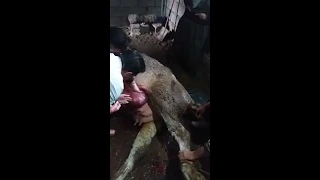 cesarean section   for cattle  3