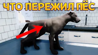 ЧТО ПЕРЕЖИЛ ПЁС ( Animal Shelter )