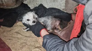 Эвакуация собак из Кулунды|Четвёртая серия| Умирающий пёсик Тотошка| Что с ним стало| Saving the dog