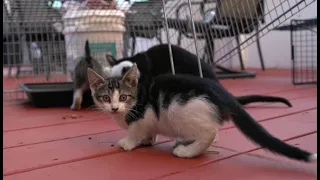 Socializing feral kittens!