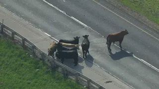 Cows loose on Chicago area expressway