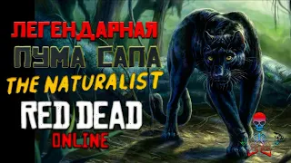 Read Dead Online (RDR Online) - Легендарные животные / Пума Сапа - Убить и Освежевать / Натуралист