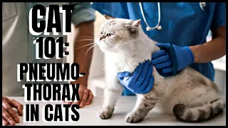 Cat 101: Pneumothorax in Cats