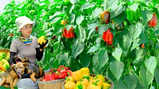 Harvesting BELL PEPPER Garden Goes To Market Sell - Farm, Cooking, Daily life | Tieu Lien