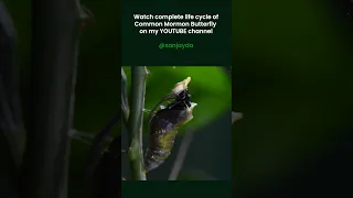 Egg to adult butterfly entire lifecycle