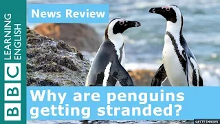 Why are female penguins getting stranded?: BBC News Review