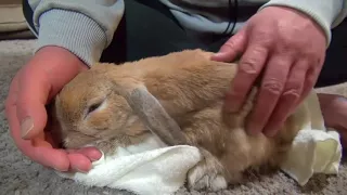 A cute spoiled rabbit growls and thumps when owner stops petting