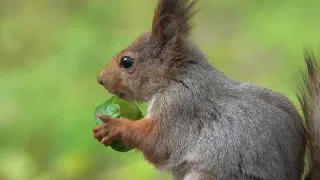 Как Модель ест огурчик, а дятел кормит голубей / Model eats a cucumber