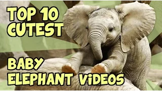 TOP 10 CUTEST BABY ELEPHANTS OF ALL TIME