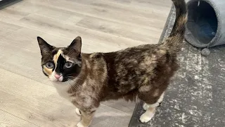 Indoor cat undergoes unexpected journey with the help of Amazon